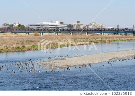 京王線過橋和多摩川 京王線過橋和多摩川 102225918
