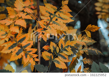 Autmn orange and green tree leaves. Koelreuteria paniculata Golderain tree 102225952