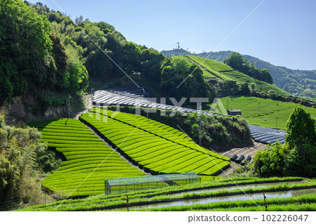 和諧的茶園 和諧的茶園 102226047