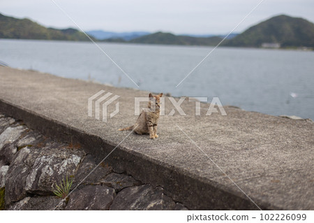 Cats of Okishima in Shiga Prefecture 102226099