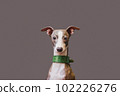 Portrait greyhound dog pet looking at camera Isolated on grey background. 102226276