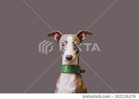 Portrait greyhound dog pet looking at camera Isolated on grey background. Portrait greyhound dog pet looking at camera Isolated on grey background. 102226276