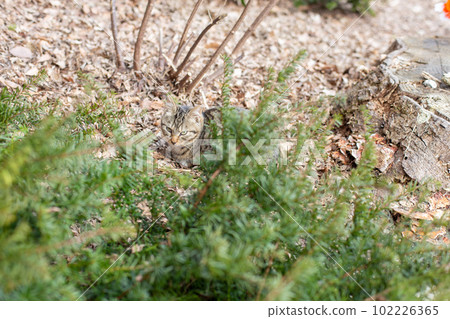 cat in the forest 102226365