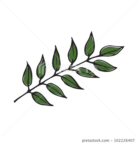 hand drawn illustration of curry leaf 102226407