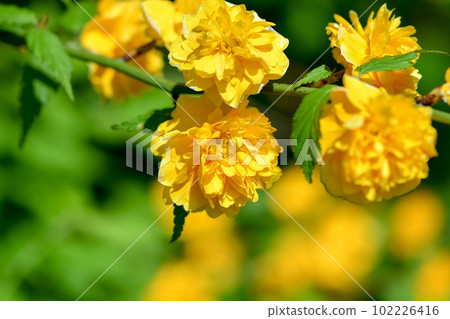 Yaeyama Mabuki Yaeyama Mabuki 102226416