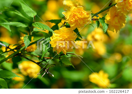 Yaeyama Mabuki 102226417