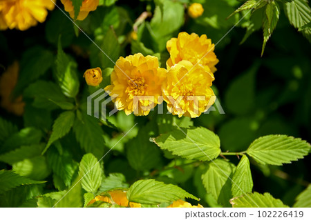 Yaeyama Mabuki 102226419