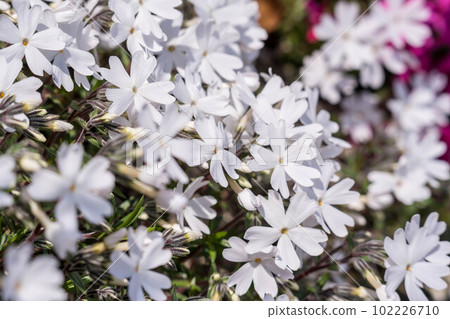 Morning sunlight and moss phlox Morning sunlight and moss phlox 102226710
