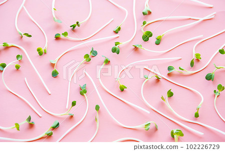 Radish micro greens pattern. 102226729