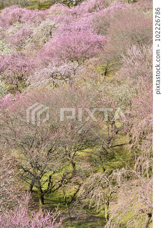 [Inabe City, Mie Prefecture] Plums in Inabe Bairin Park 102226786