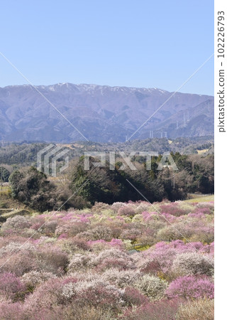 [Inabe City, Mie Prefecture] Plums in Inabe Bairin Park 102226793