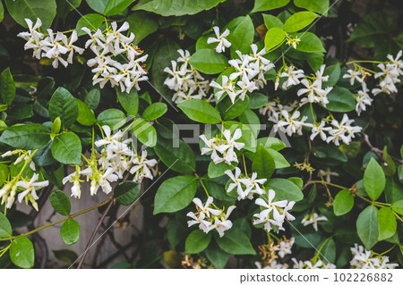 a Flowering Jasmine, jasmine flowers in a garden a Flowering Jasmine, jasmine flowers in a garden 102226882