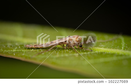 Nonbiting Midge Lake Fly Nonbiting Midge Lake Fly 102227089