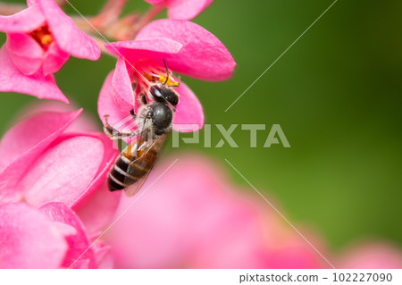 Red Dwarf Honey Bee 102227090