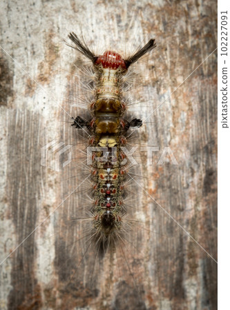 Rusty Tussock Moth Caterpillar 102227091