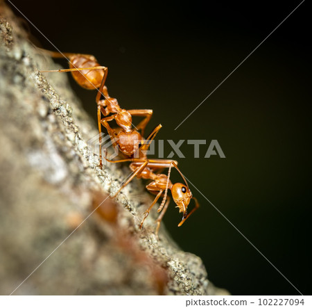 Weaver Ants on a Tree Weaver Ants on a Tree 102227094