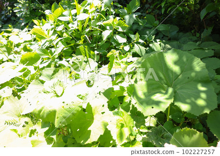 Butterbur in a home garden 102227257