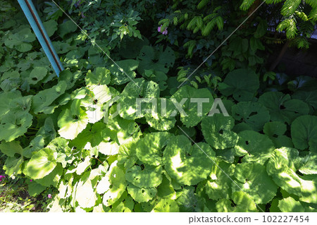 Butterbur in a home garden Butterbur in a home garden 102227454