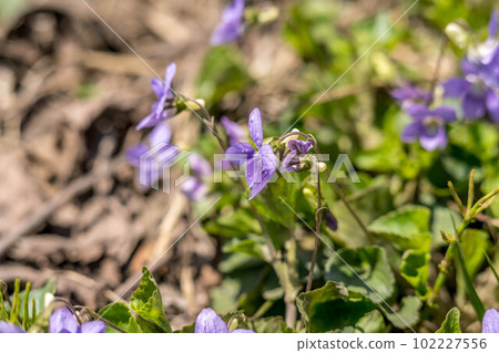 Spring breeze and violet flowers 102227556