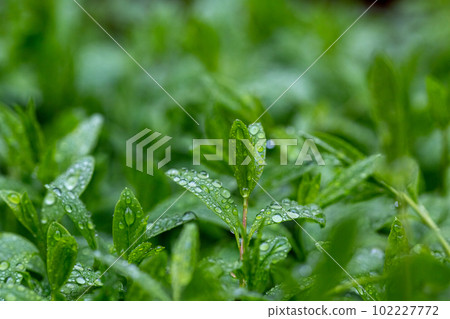 Closeup Nature View Of Green Leaf. Dark Nature Concept, Tropical Leaf 102227772