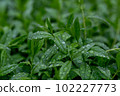 Closeup Nature View Of Green Leaf. Dark Nature Concept, Tropical Leaf 102227773