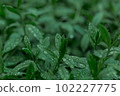 Closeup Nature View Of Green Leaf. Dark Nature Concept, Tropical Leaf 102227775