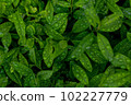 Closeup Nature View Of Green Leaf. Flat Lay, Dark Nature Concept, Tropical Leaf 102227779