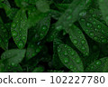 Closeup Nature View Of Green Leaf. Flat Lay, Dark Nature Concept, Tropical Leaf 102227780