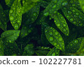 Closeup Nature View Of Green Leaf. Flat Lay, Dark Nature Concept, Tropical Leaf 102227781