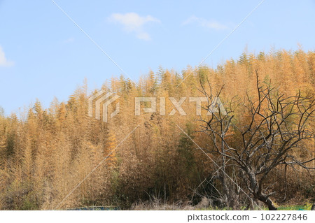 Bamboo grove of madake that has withered and turned brown Bamboo grove of madake that has withered and turned brown 102227846