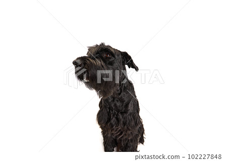 Studio image of funny, cute, smart, black Riesenschnauzer dog looking at camera with serious muzzle against white background Studio image of funny, cute, smart, black Riesenschnauzer dog looking at camera with serious muzzle against white background 102227848