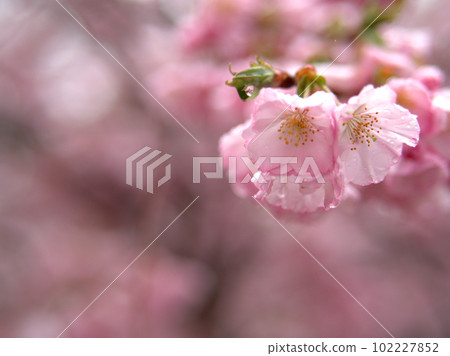 Sakura "Tsubaki Kanzakura" that bloomed in March 102227852