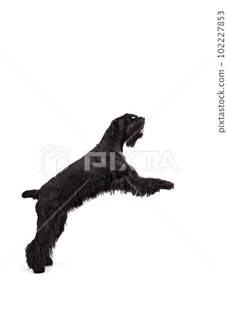 Studio image of active, smart, black Riesenschnauzer dog in motion, jumping, running against white background Studio image of active, smart, black Riesenschnauzer dog in motion, jumping, running against white background 102227853