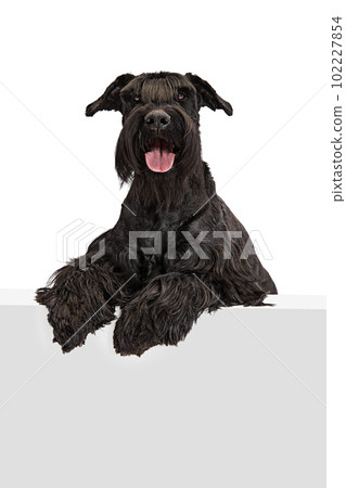 Studio image of black Riesenschnauzer dog sitting, leaning on table and smiling with tongue sticking out against white background 102227854