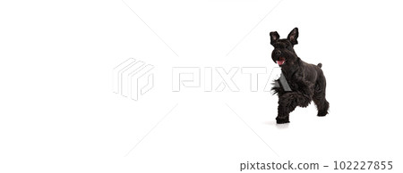 Studio image of active, smiling, happy, black Riesenschnauzer dog cheerfully running against white background 102227855