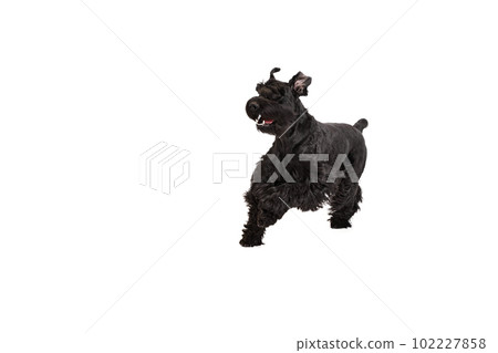 Studio image of active, smiling, happy, black Riesenschnauzer dog cheerfully running against white background Studio image of active, smiling, happy, black Riesenschnauzer dog cheerfully running against white background 102227858