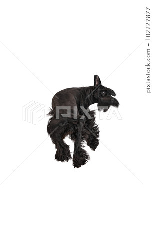 Studio image of funny, cute, black Riesenschnauzer dog running away against white background 102227877