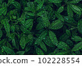 Closeup Nature View Of Green Leaf. Flat Lay, Dark Nature Concept, Tropical Leaf 102228554