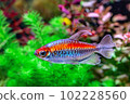 Congo tetra fish (Phenacogrammus interruptus) is a species of fish in the African tetra family, found in the central Congo River Basin in Africa. Famous aquarium ornamental fish. Soft focus 102228560