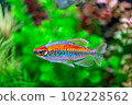Congo tetra fish (Phenacogrammus interruptus) is a species of fish in the African tetra family, found in the central Congo River Basin in Africa. Famous aquarium ornamental fish. Soft focus 102228562