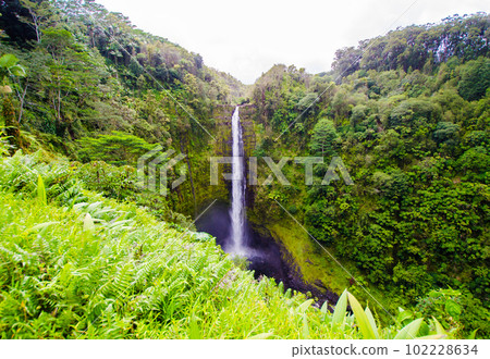 Akaka Falls on the Big Island of Hawaii 102228634