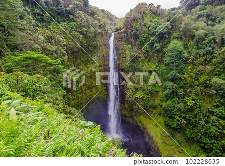 Akaka Falls on the Big Island of Hawaii 102228635