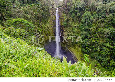 Akaka Falls on the Big Island of Hawaii 102228636