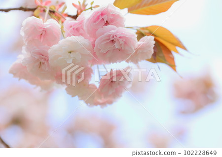 Close-up of double cherry blossoms in full bloom [Sky background] 102228649