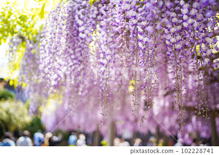 Wisteria trellis in full bloom 102228741
