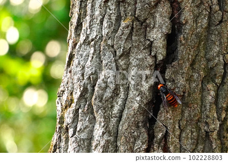 A giant hornet sucking nectar from a tree A giant hornet sucking nectar from a tree 102228803