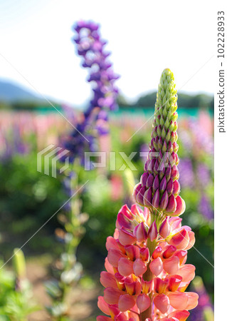 Ise Hanakaido 102228933