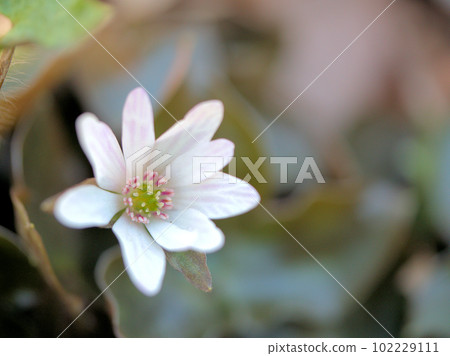 Anemones blooming in March Anemones blooming in March 102229111