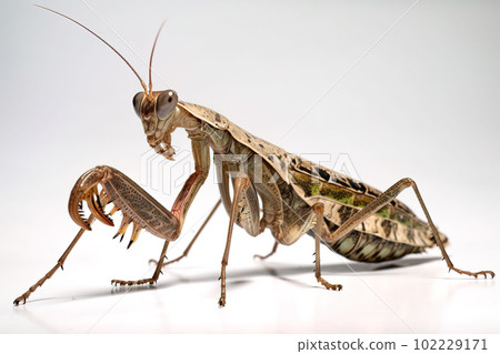 Image of brown giant praying mantis on white background. Insect. Animals. Illustration, Generative AI. Image of brown giant praying mantis on white background. Insect. Animals. Illustration, Generative AI. 102229171