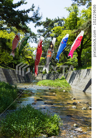 Koinobori and Shukugawa River 102229686